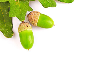 Green acorns and oak leaves on the white background. Space for text, copy space. Acorn shell.