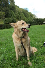 Cute dog in the green grass.
dog's head
