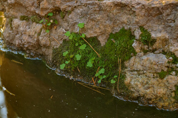 росток камень озеро
