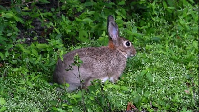 Disturbed European rabbit (Oryctolagus cuniculus) stops eating and runs away in underbrush of forest