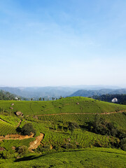Fototapeta na wymiar Landscape photo of tea garden at Munnar, Kerala, with blue sky and green wave of tea plantation on mountain slope