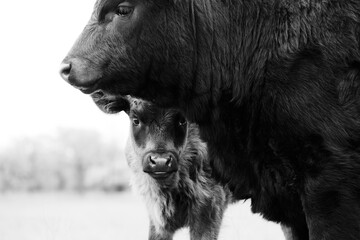 Black Angus calves close up on beef farm, baby cow hiding.