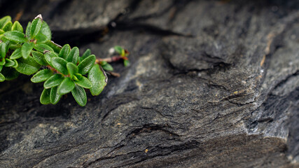 Closeup of a small plant on a rocky background