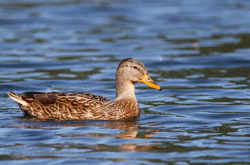 Mallard