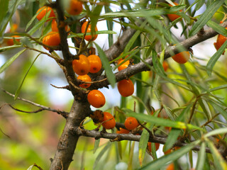 sea buckthorn ripens in autumn on a tree in the garden