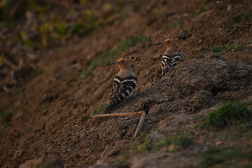 hoopoe bird