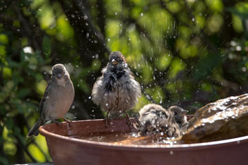 Spatzen beim Baden