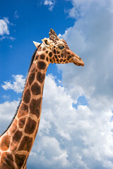 A very tall giraffe stands with his head in the clouds and patches of blue sky.