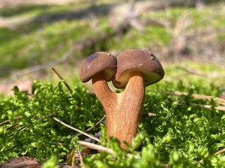 two mushrooms on one leg unique specimen,Imleria badia,Poland