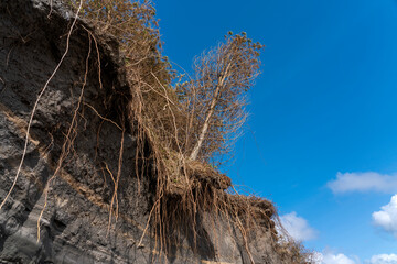 Coastal erosion at the eroded beach coast at Burry Port causing environmental damage to the pine trees on the cliff  face coastline Carmarthenshire Wales UK stock photo image