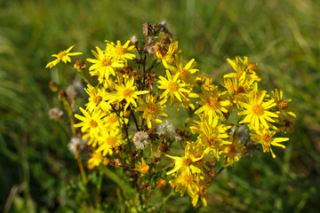 Teilweise verblüter Jakobs-Kreuzkraut (Senecio jacobaea) begegnet auf der Schwäbischen Alb
