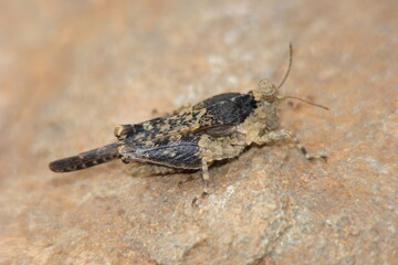 Grasshopper (Paratettix meridionalis)