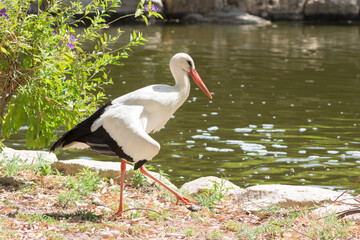 White stork ciconia.