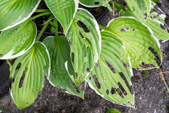 Hosta plant also known as plantain lily with snail and slug damage which is a spring summer flower herbaceous perennial stock photo image