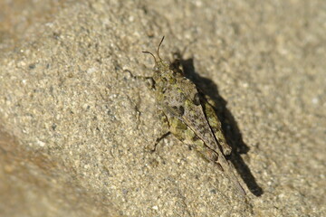 Grasshopper (Paratettix meridionalis)