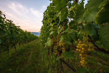 Fototapeta na wymiar Ripe grapes in the Italian South Tyrol ready to pick.