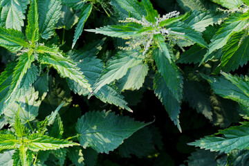 fresh green nettle plant close up