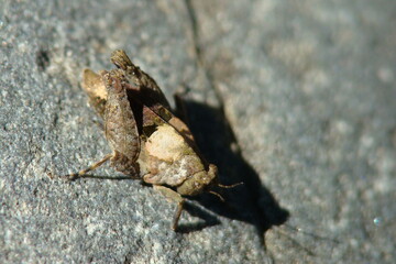 Grasshopper (Tetrix nodulosa)