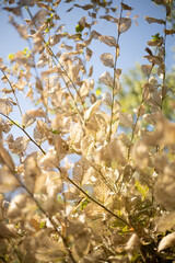Dried skeleton leaves on brunch on sky background. Tender structure.