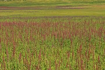 Gewöhnlicher Blutweiderich (Lythrum salicaria) im leeren Edersee