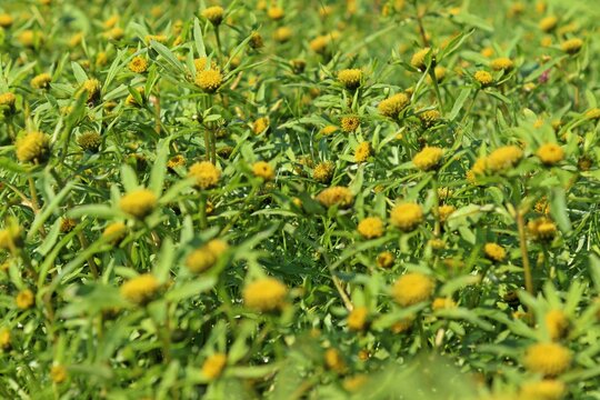 Strahliger Zweizahn (Bidens radiata) auf dem trockengefallenen Grund des Edersees.