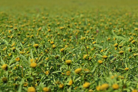 Strahliger Zweizahn (Bidens radiata) auf dem trockengefallenen Grund des Edersees.