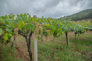 Fototapeta na wymiar Vermentino grapes ripe for the harvest 