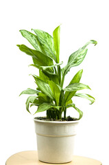 Dieffenbachia blunt reeds are planted in a white pot