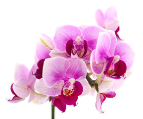 Naklejka na ściany i meble Purple orchid flower.