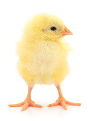 Small yellow chicken