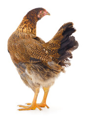 Brown hen isolated.