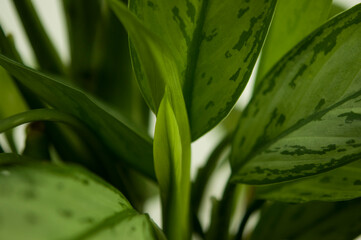 green leaves of the dieffenbachia houseplant