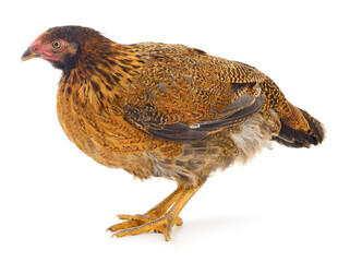 Brown hen isolated.