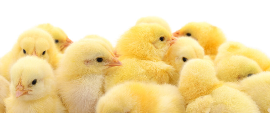 Group of little chicks.