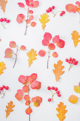 Flat lay pattern with colorful autumn leaves and red berries on a white background