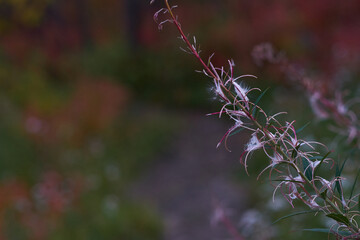 close up of lavender