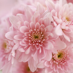 Closeup of beautiful nature pink flower with white background and copy space using as background...