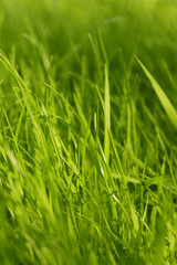 green fresh grass background