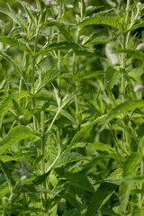 Menthe plant, Green mint leaves