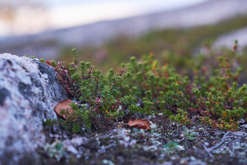 moss on a rock