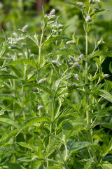 Green Mint Plant Grow Background