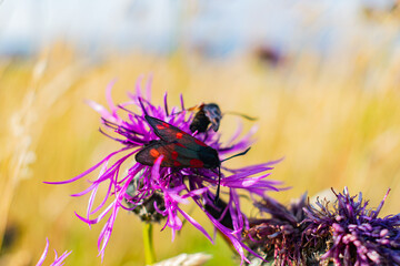 Six spot burnet feeding on a knapweed blooming flower, black and red bug sitting on a. plant on a sunny day. British meadows wildlife, polinators in UK, wild flower accessibility crisis in Britain