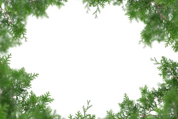 Fototapeta na wymiar Evergreen tree branches isolated on white background