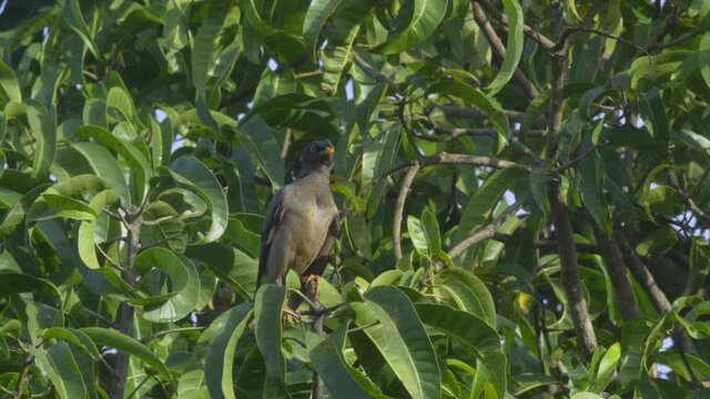 mayna flying from one branch to another  branch