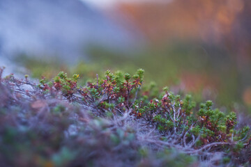 lavender field in spring