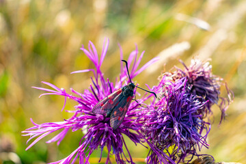 Six spot burnet feeding on a knapweed blooming flower, black and red bug sitting on a. plant on a sunny day. British meadows wildlife, polinators in UK, wild flower accessibility crisis in Britain