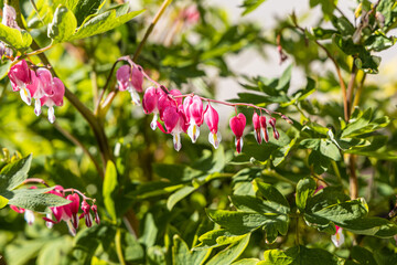 Bouquet of Dicentra or bleeding-hearts is on a green leaves background