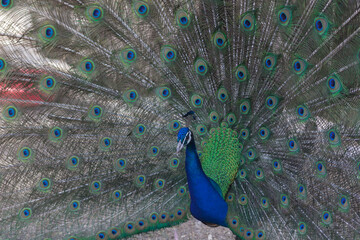 Naklejka premium Peacock with feathers.