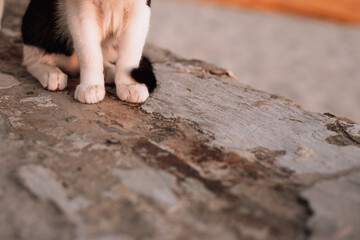 homeless cat sitting on the street