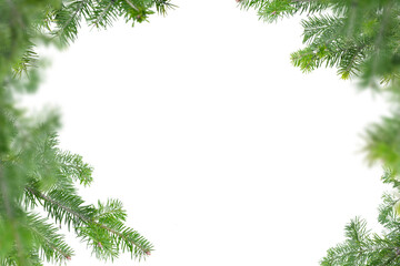 Evergreen tree branches isolated on white background